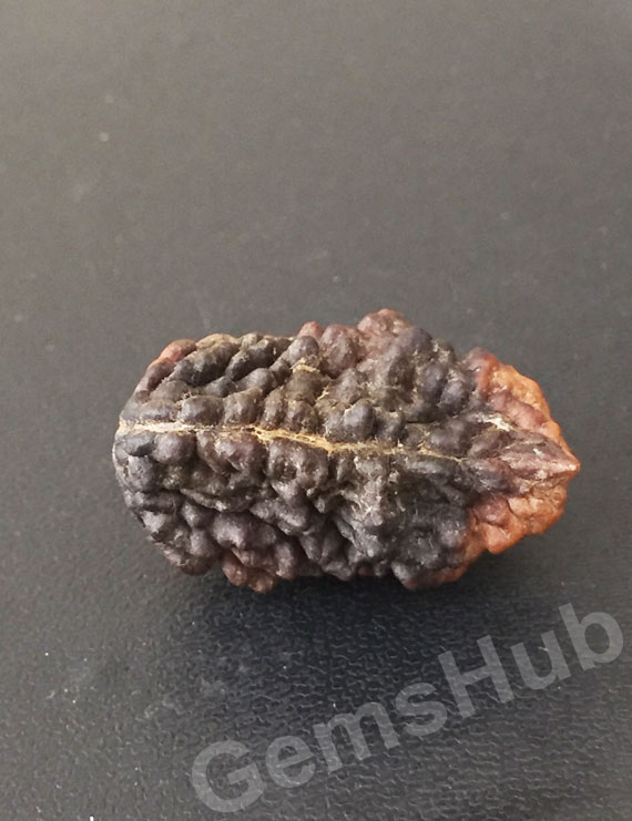 1 Face/Mukhi Certified Rudraksha Premium Quality